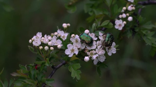 Hawthorn in flowering, Green Rose Chafer looking for nectar - (4K)