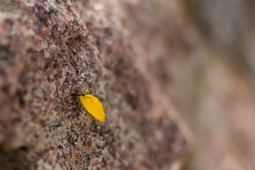 A little ant pulls a flower petal on a stone.