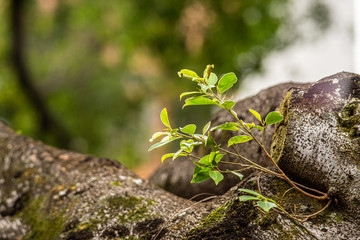 detail of a twig
