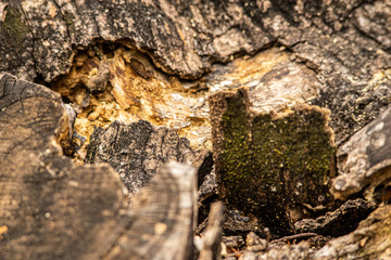 detail of a tree trunk