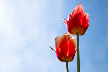 Close up of beautiful red orange tulips on sunny blue sky background, copy space. Spring season