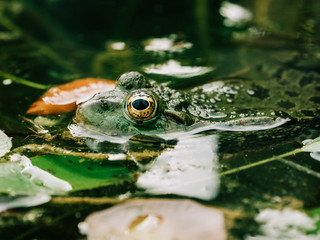 Side view of frog with detailed close-up of the eye in rainforest - animal protection and environmental conservation