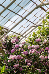 Fototapeta na wymiar Flowering of colourful Azaleas and evergreen tropical trees in greenhouse of St.Petersburg Botanical Garden in sunny day. Blooming Rhododendrons indoors