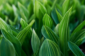 Obraz premium Lily of the valley striped leaves in the forest close up, selective focus. Plantation of Convallaria majalis with beautiful leaf texture before flowering. 