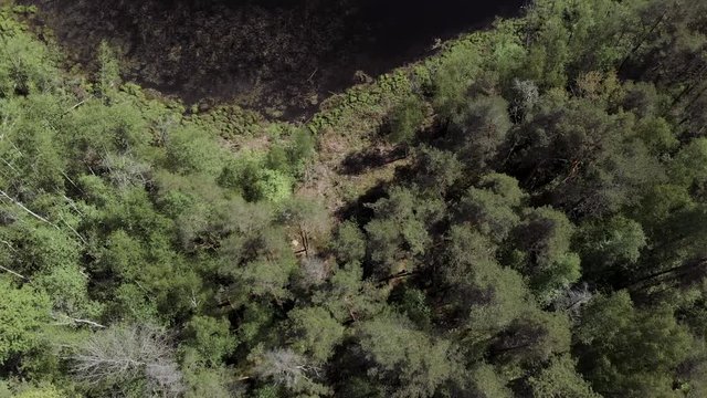 Aerial view of wild forest lake from Drone. Aerial view of lake From the drone with professional camera takes pictures of the lake in forest. 4K