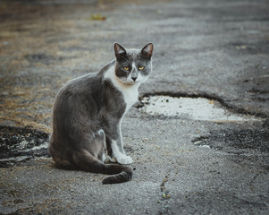 Gray white cat sitting on the pavement. Homeless sad wistful lonely stray cat on the background of the asphalt. Watching from both sides