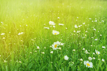 White daisies are blooming on a beautiful green natural background of meadows, place for text.