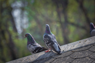 Pigeon on roof of house. The gray beautiful feral pigeon standing on roof. Behind it is the sky background is beautiful.