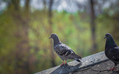 Pigeon on roof of house. The gray beautiful feral pigeon standing on roof. Behind it is the sky background is beautiful.