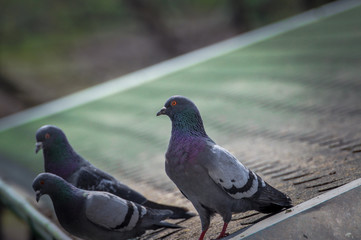 Pigeon on roof of house. The gray beautiful feral pigeon standing on roof. Behind it is the sky background is beautiful.
