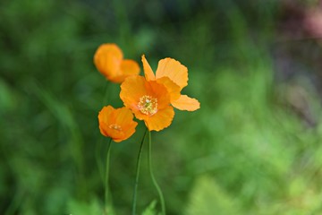 Yellow poppy flower in Vancouver