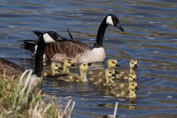 canadian geese family in water