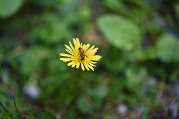 Bees hunting nectar on the dandelion