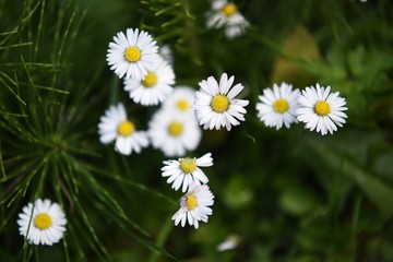 Daisy blooming  in North Vancouver