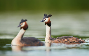Great crested grebe (Podiceps cristatus)