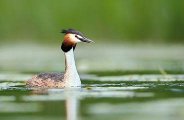 Great crested grebe (Podiceps cristatus)
