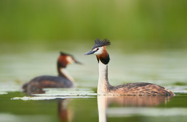 Great crested grebe (Podiceps cristatus)