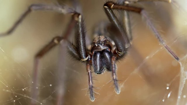 Giant house spider (Eratigena atrica) 