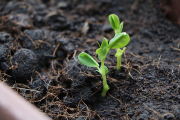 nature green