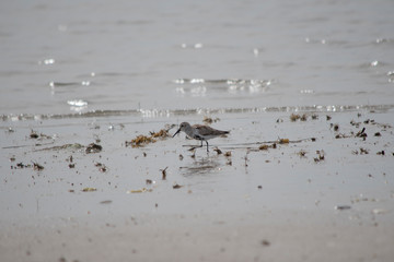 Dunlin
