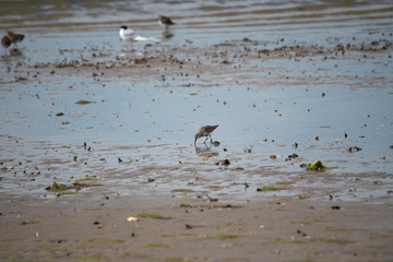 Dunlin