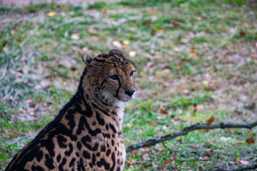 KING CHEETAH