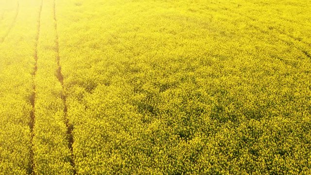 Flying over of canola rapeseed field at sunset