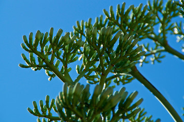 Close up of numerous branches of flower buds on Agave plant, also known as the Century Plant and is...