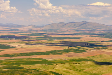 Fototapeta na wymiar Springtime in The Palouse region of eastern Washington, a vast farming area of mostly wheat fields