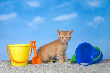 adorable orange ginger tabby kitten on kitty litter sand beach looking directly at viewer, bright buckets with shovels, blue background sky with clouds. © sheilaf2002