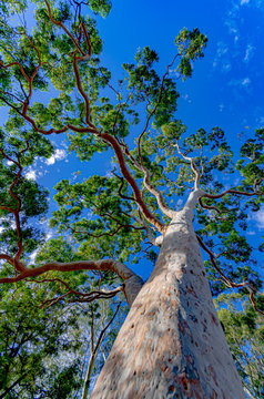 Smooth Bark Gum vert