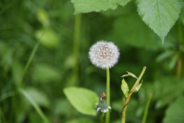 Dandelion spore