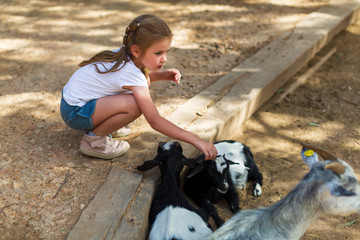 adorable little girl with little goats at the zoo - obrazy, fototapety, plakaty