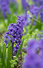 Purple Hyacinth flowers is blooming at the springtime.