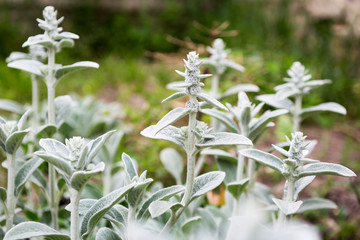 Lambs ear plant - Stachys byzantina.
