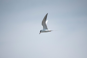 Forster's Tern in Flight
