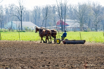 Amish Farmer Cultivating Field in Springtime