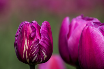 Fototapeta premium Separate