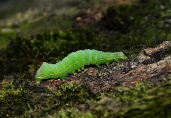 a green caterpillar on the bark of a tree