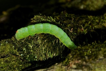 A caterpillar Operophtera Brumata on the bark of a tree