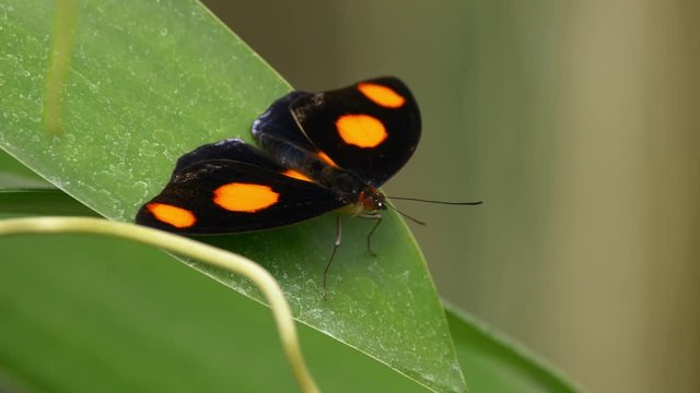 Tropical butterfly blue frosted banner catone Catonephele numilia