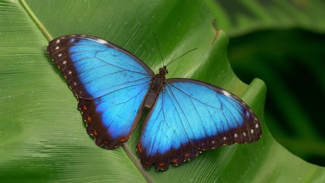 Tropical butterfly Peleides blue morpho