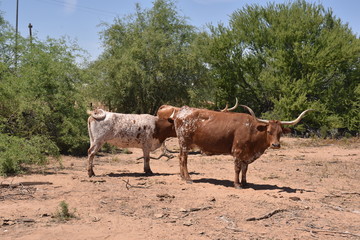 Arizona longhorn cattle.