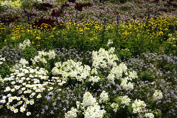 一面に花咲く春の花壇