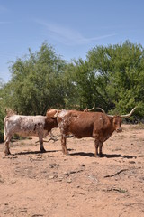 Arizona longhorn cattle.