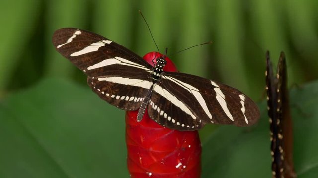 Tropical butterfly zebra longwing Heliconius charithonia