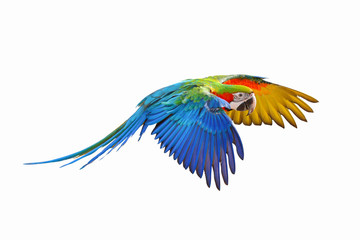 Colorful flying parrot isolated on white background