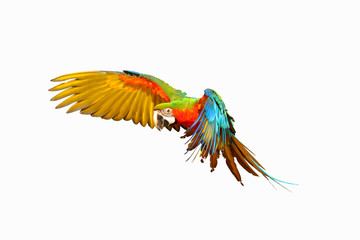 Colorful flying parrot isolated on white background