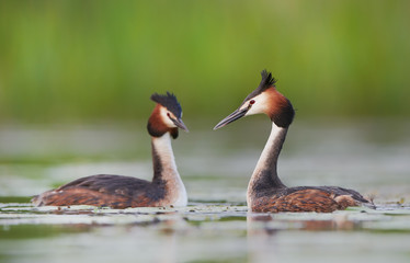 Great crested grebe (Podiceps cristatus)
