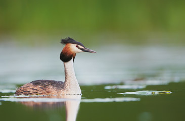 Great crested grebe (Podiceps cristatus)
